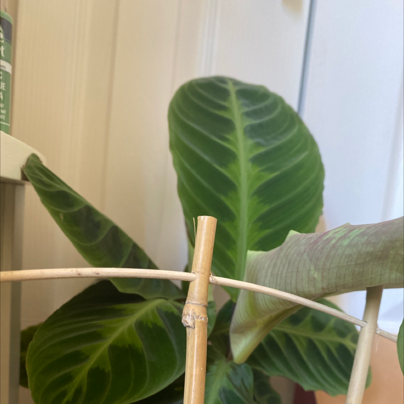 Photo of the plant species Jungle Velvet by @bronte named sinn on Greg, the plant care app