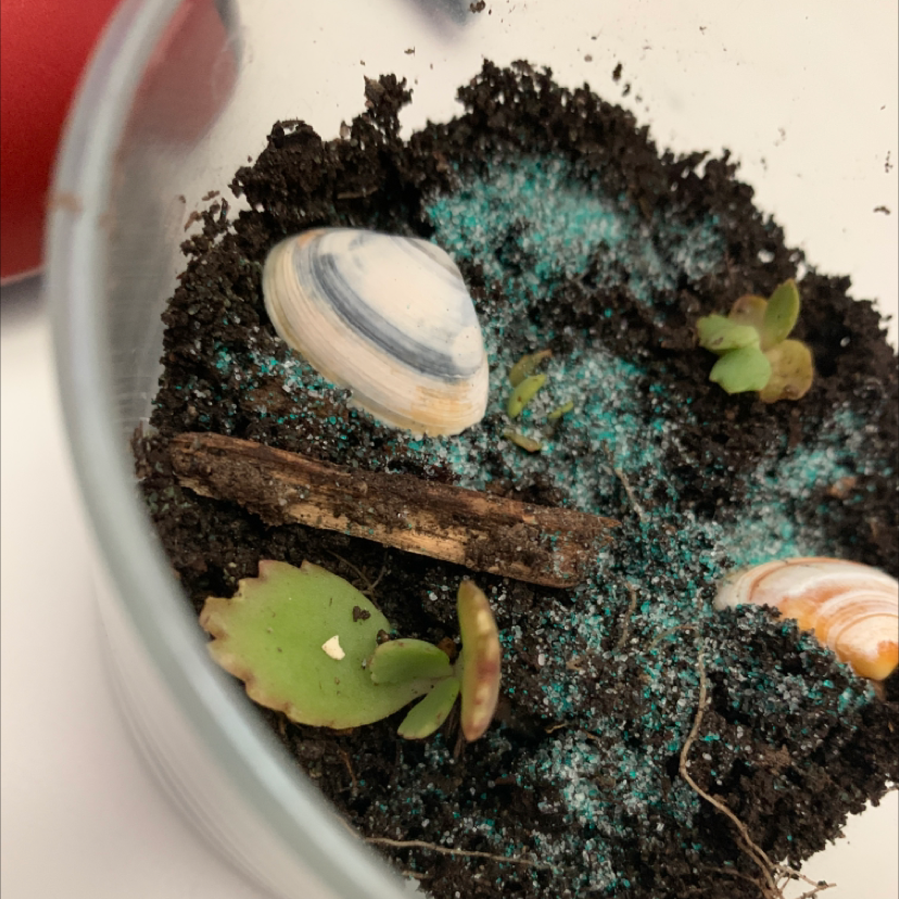 Close-up of a healthy Adromischus cristatus succulent plant with thick turquoise leaves emerging from well-draining soil decorated with small shells.
