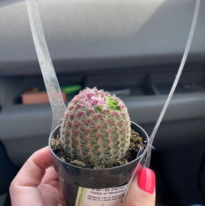 Arizona Rainbow Cactus in a small pot held by a hand, with a car interior in the background.