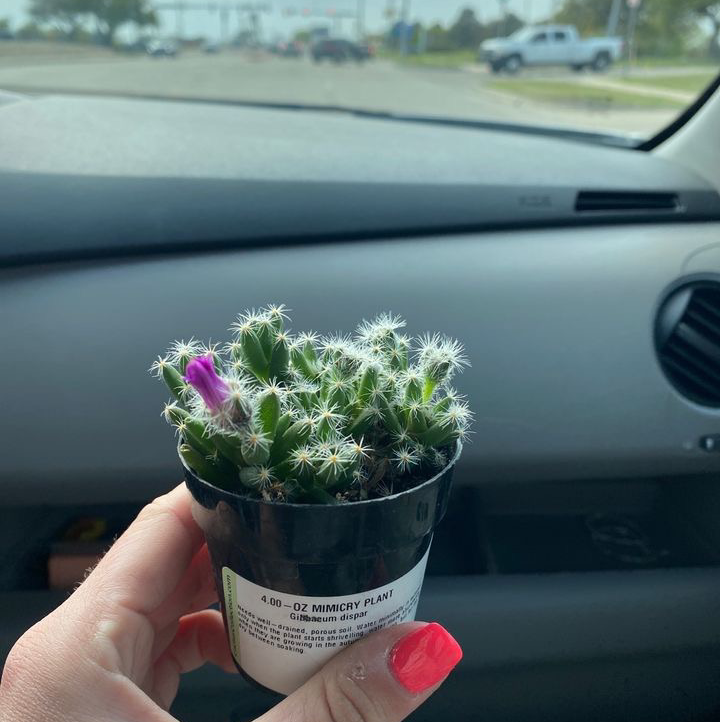 Missouri Foxtail Cactus in a small pot, held by a hand inside a car, with a purple flower.