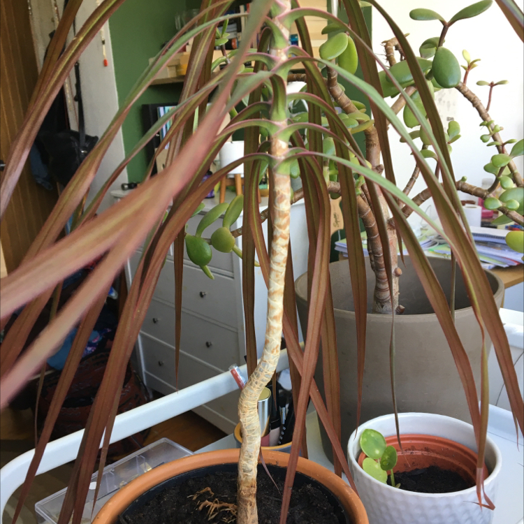 Dragon Tree plant photo by Holly named Crispin on Greg, the plant care app.