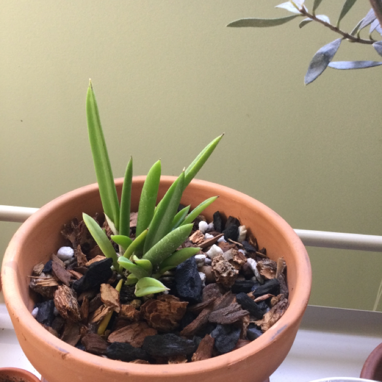 Photo of the plant species Brassavola Little Stars by @cassiez named Oscar on Greg, the plant care app