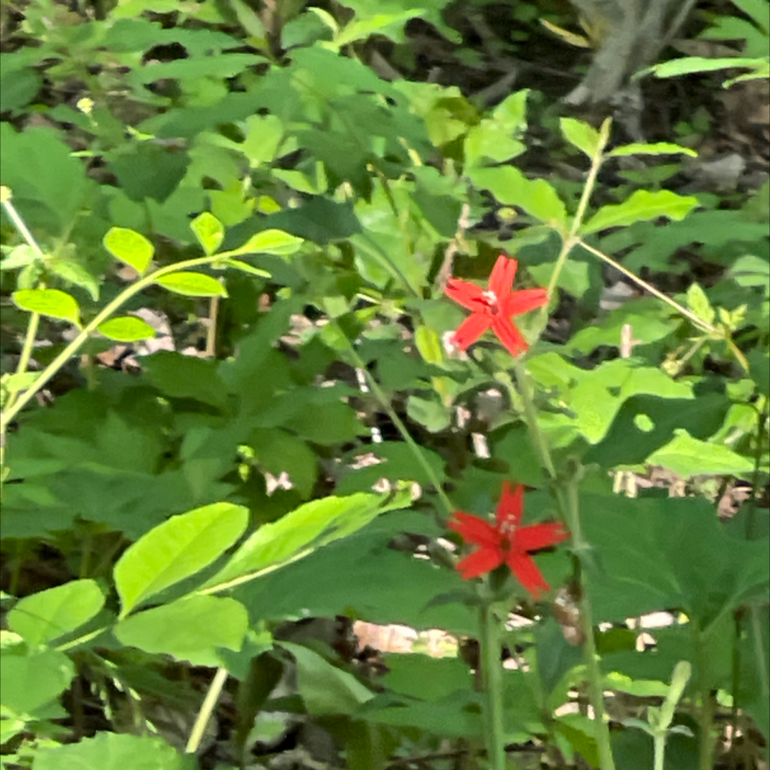 Photo of the plant species Fire Pink by Megan named Taylor Swift on Greg, the plant care app