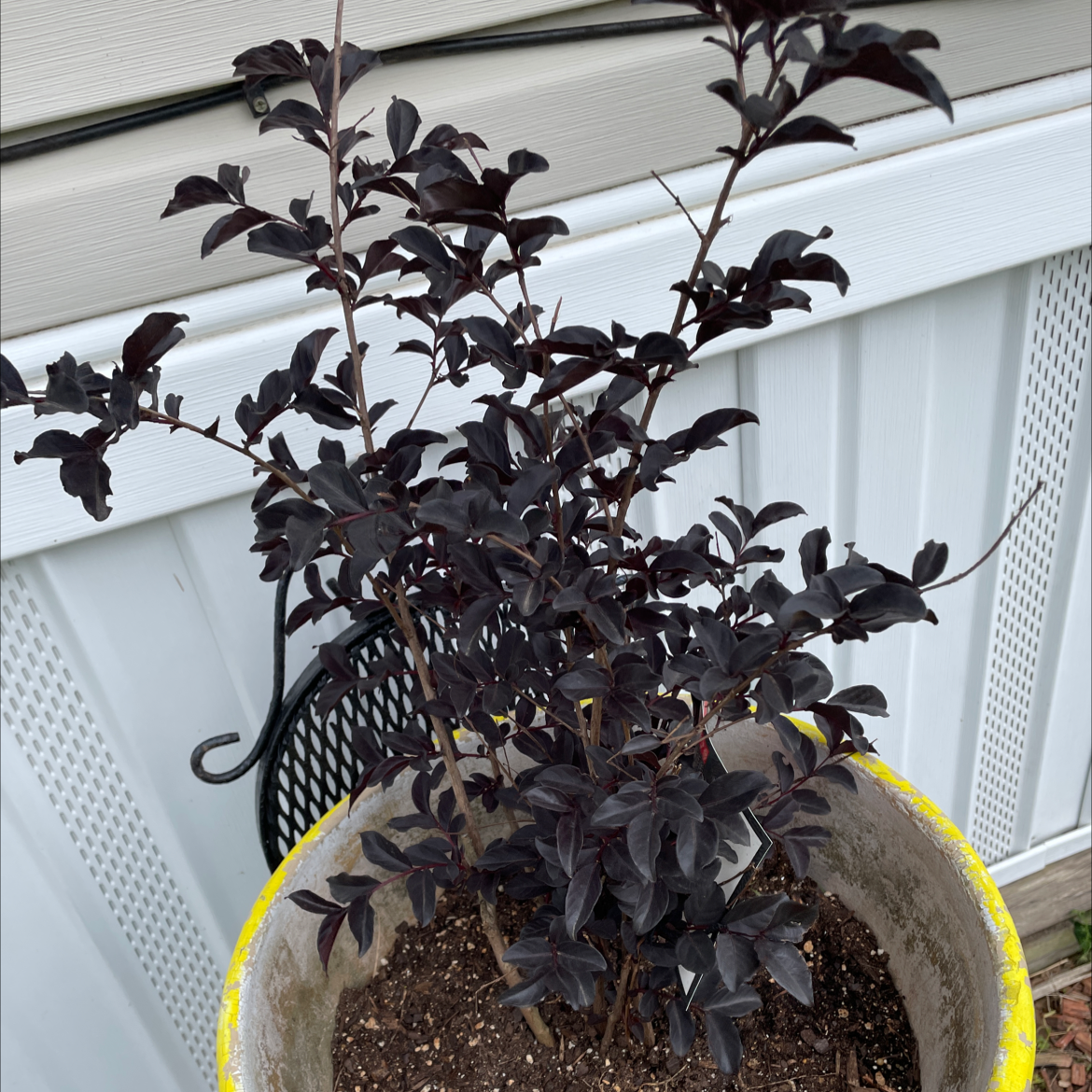 Thriving potted Cape Myrtle houseplant with dense purple foliage, situated indoors in bright indirect light.