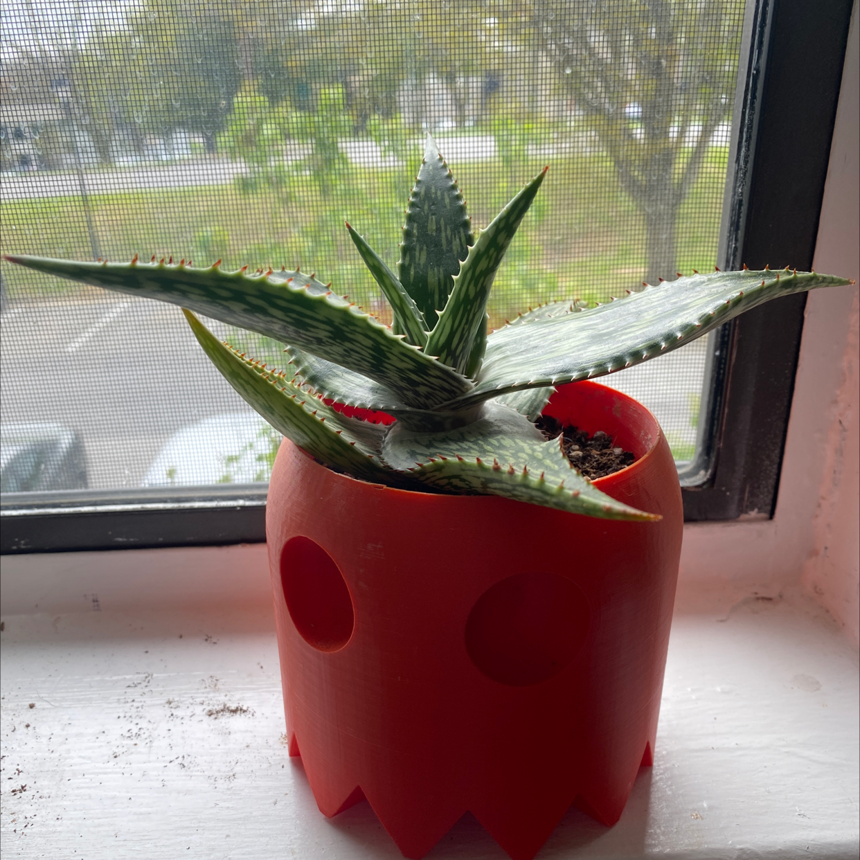 Photo of the plant species Mosaic Aloe by @Gungirl22 named Inky on Greg, the plant care app