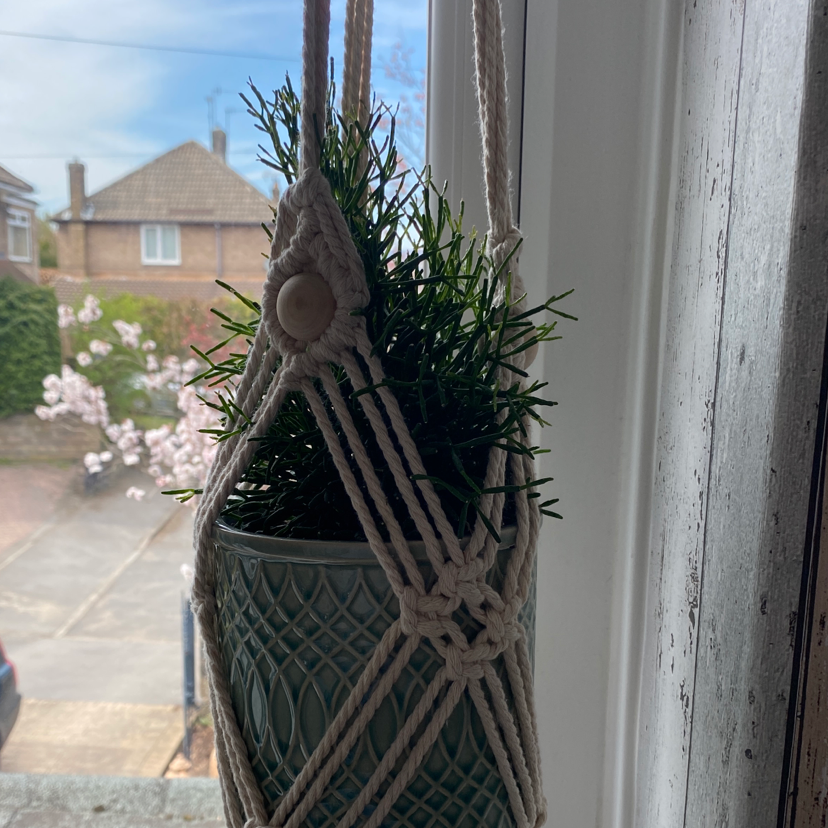 Hairy Stemmed Rhipsalis in a hanging pot near a window, with an outdoor view in the background.