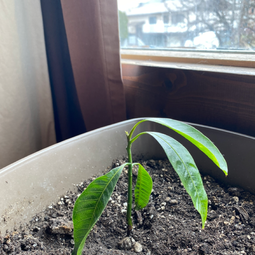Money Tree plant photo by @saharaeccles named Mango!!🥭🥭 on Greg, the plant care app.