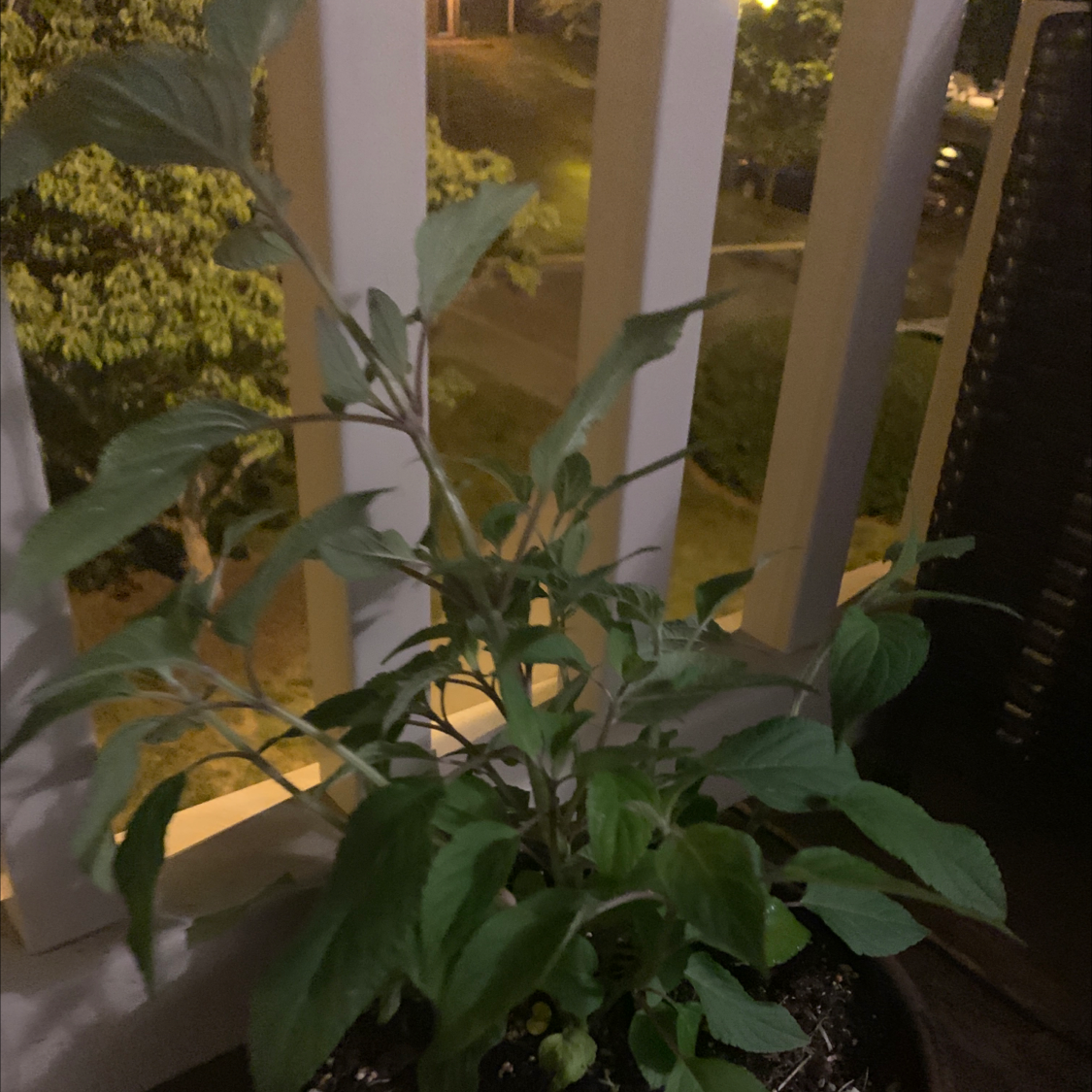 Photo of the plant species Pineapple Sage by @Bmhbubbles named Pearl on Greg, the plant care app