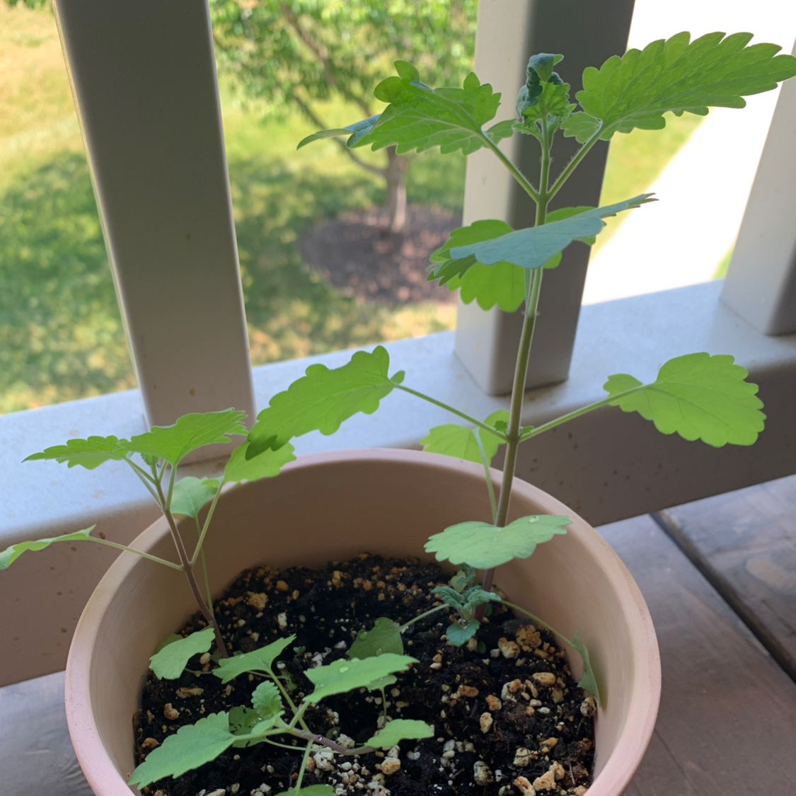 Photo of the plant species Catnip by @Bmhbubbles named Daphne on Greg, the plant care app
