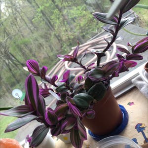 Tradescantia Nanouk plant photo by @emily123ac named purple lady on Greg, the plant care app.