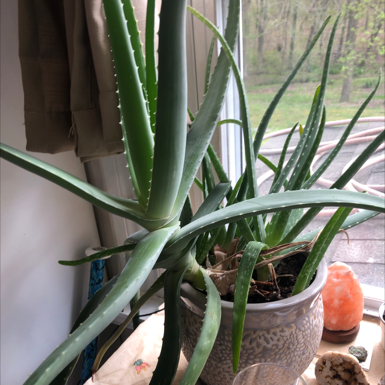 Aloe vera plant photo by @emily123ac named sunburn relief on Greg, the plant care app.