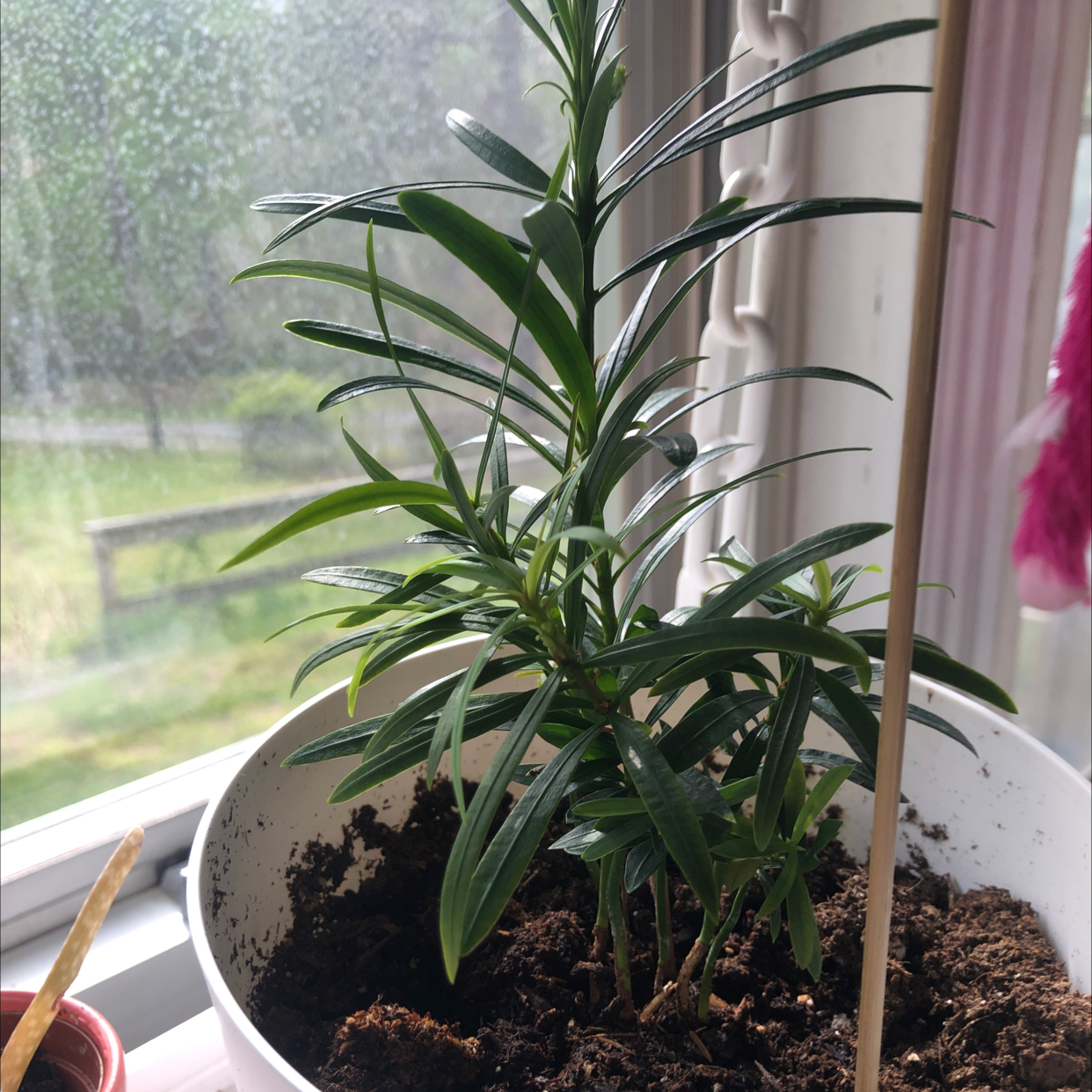Healthy Podocarpus plant in a white pot near a window with visible soil.