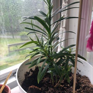 Buddist Pine plant photo by @emily123ac named beautiful boy on Greg, the plant care app.