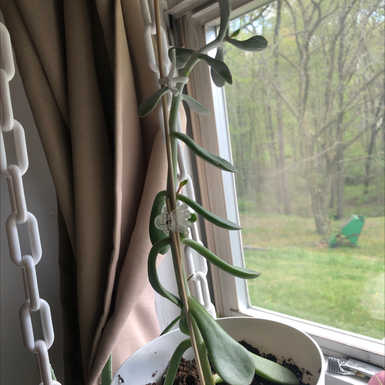 Pig's Ear plant photo by @emily123ac named long boy on Greg, the plant care app.