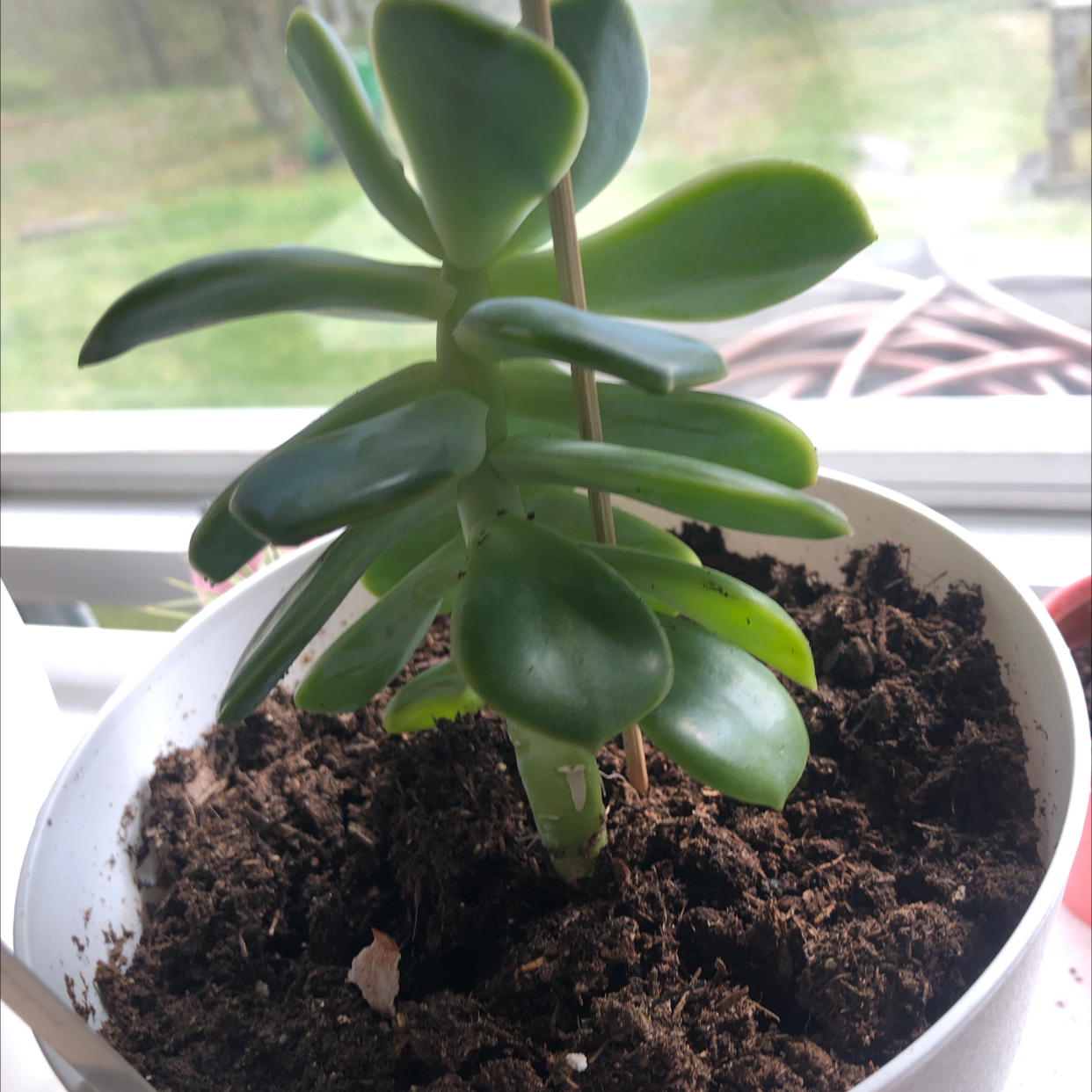 Photo of the plant species Echeveria 'Rosea' by @emily123ac named short boy on Greg, the plant care app