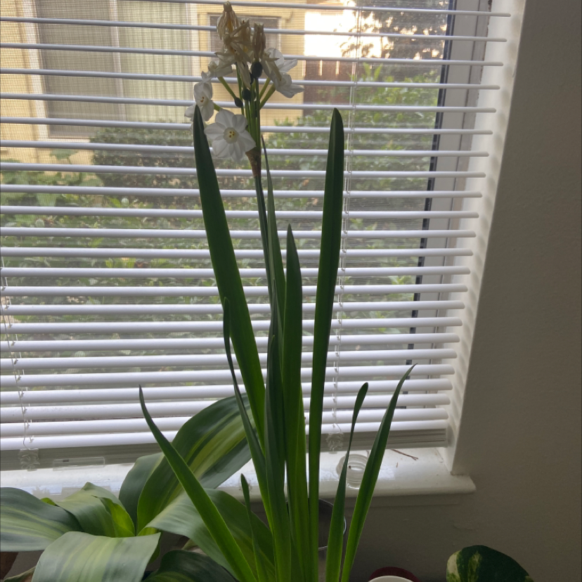 Paper White Narcissus plant indoors near a window with some wilting flowers.