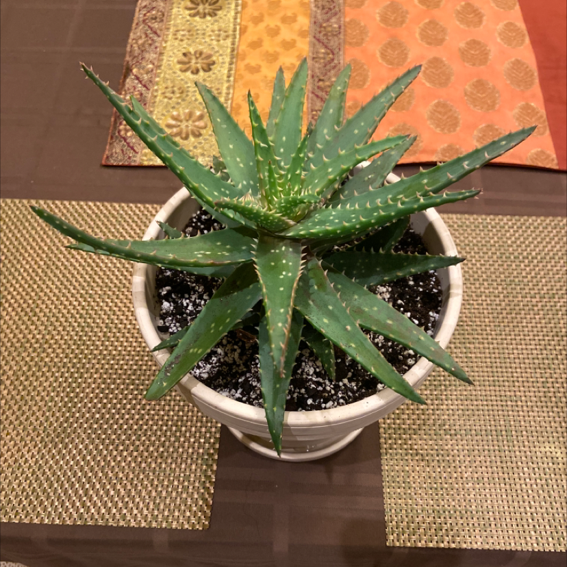 Short-Leaved Aloe plant in a white pot with visible soil, vibrant green leaves, and white speckles.