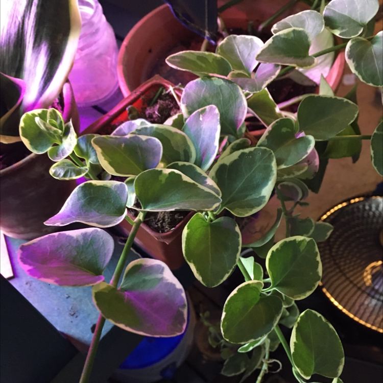 Close-up of a variegated Tradescantia fluminensis tricolor plant with vibrant pink, purple and green leaves, appearing healthy.