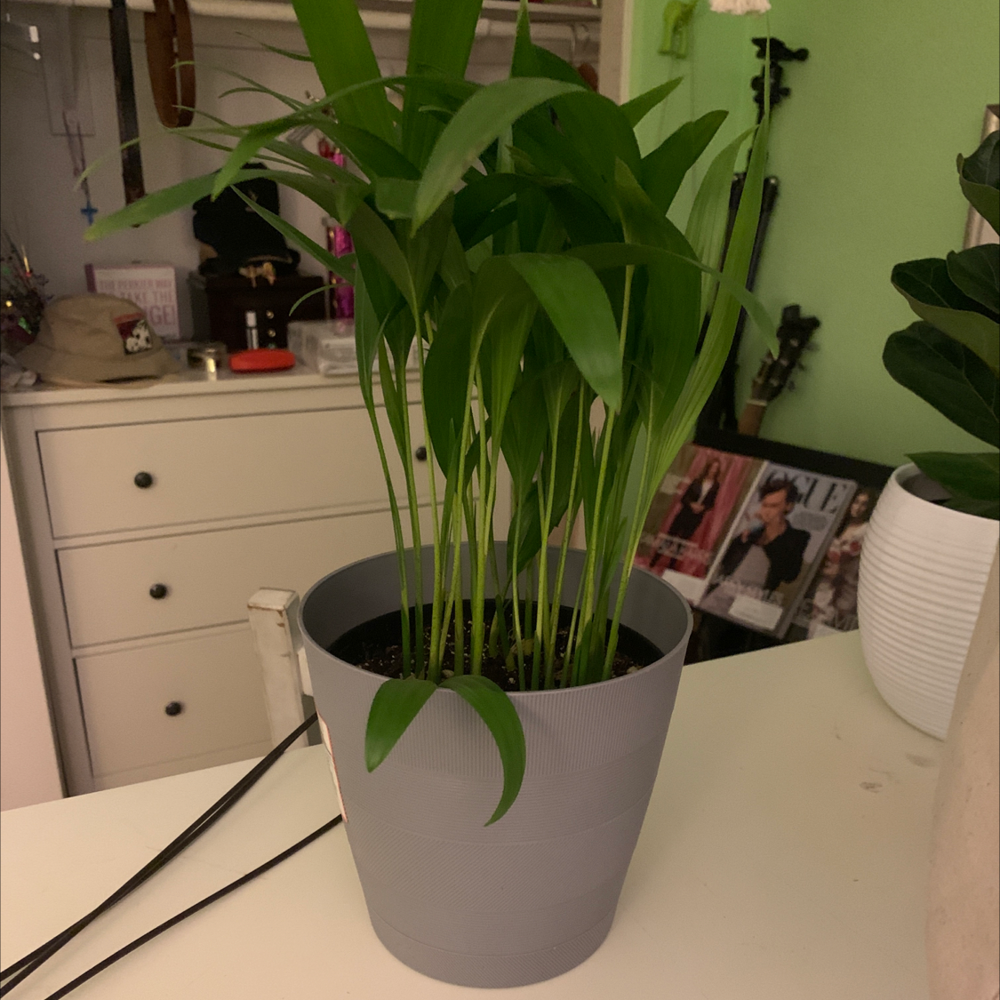 Healthy, thriving Areca Palm in a gray pot with lush green foliage, free of any discoloration or damage.