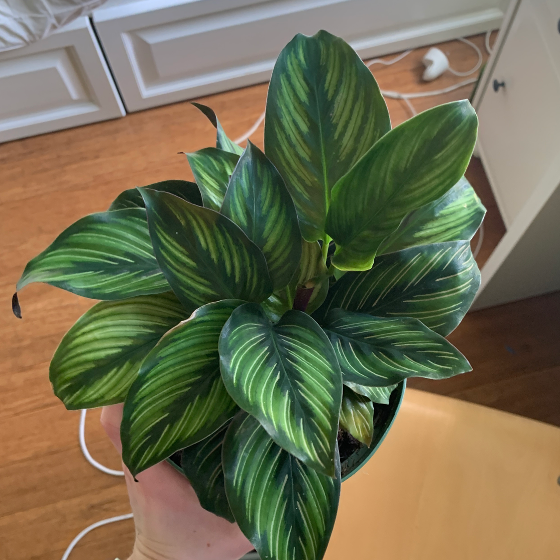 Healthy Pinstripe Calathea plant with vibrant green leaves and light green stripes.