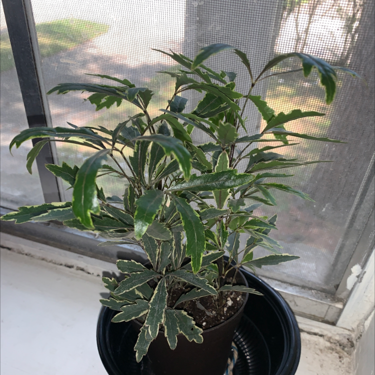 False Aralia plant photo by Tyam named Teetee on Greg, the plant care app.
