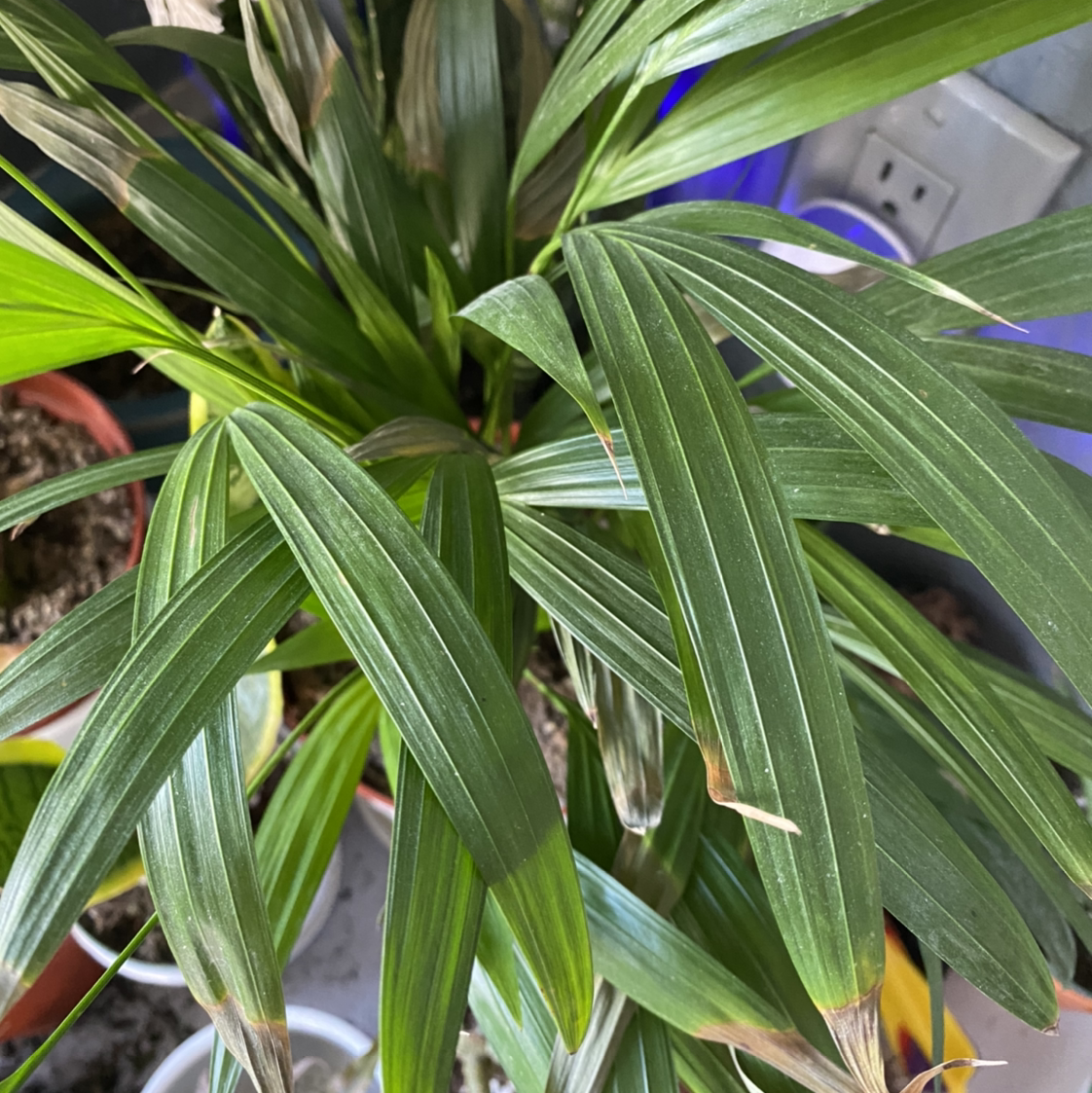 Healthy, thriving potted Rhapsis Palm with lush green fronds, photographed indoors with good framing and focus.