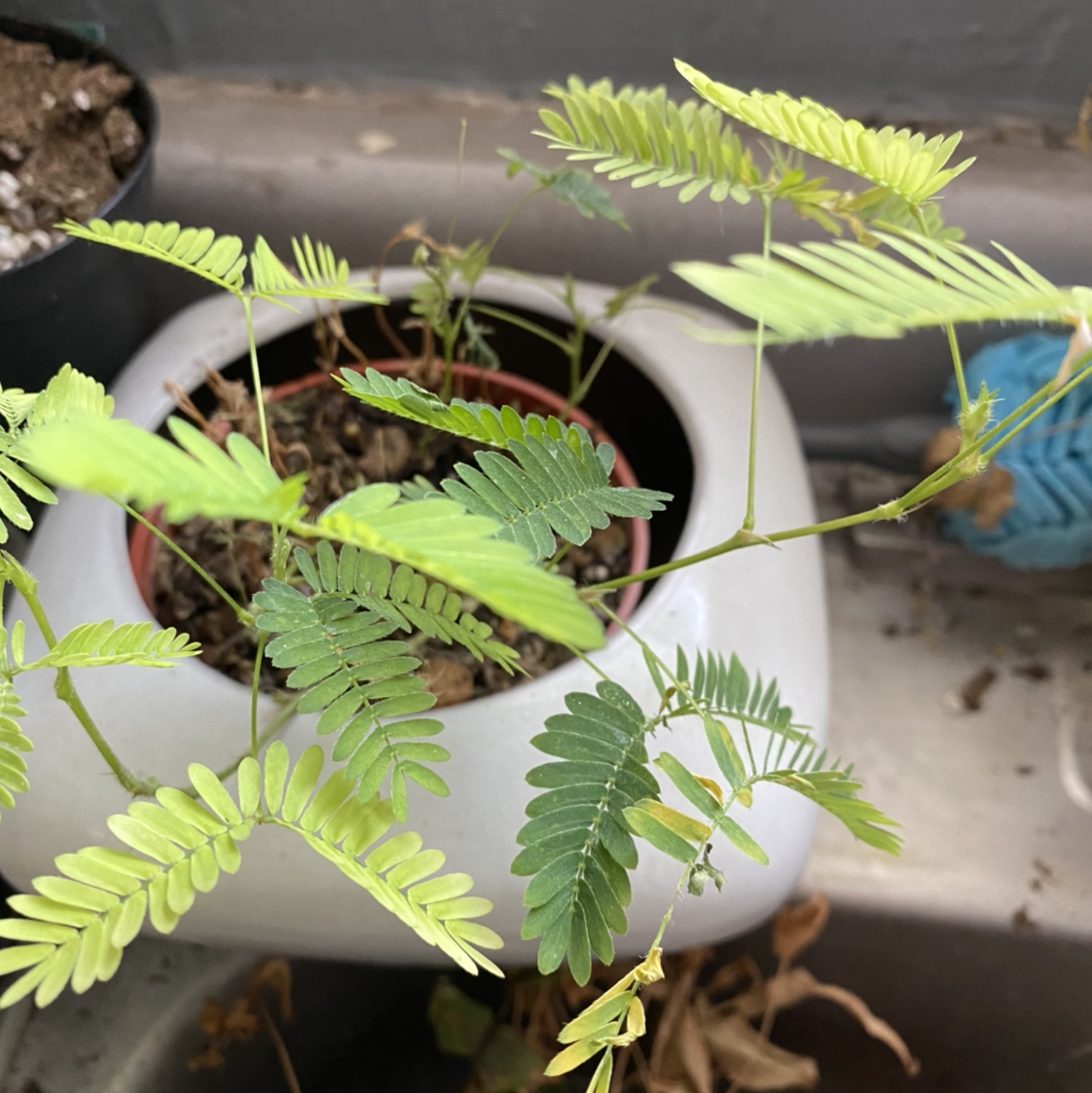 Potted Sensitive Plant with green, feathery leaves and some yellowing. Soil is visible.