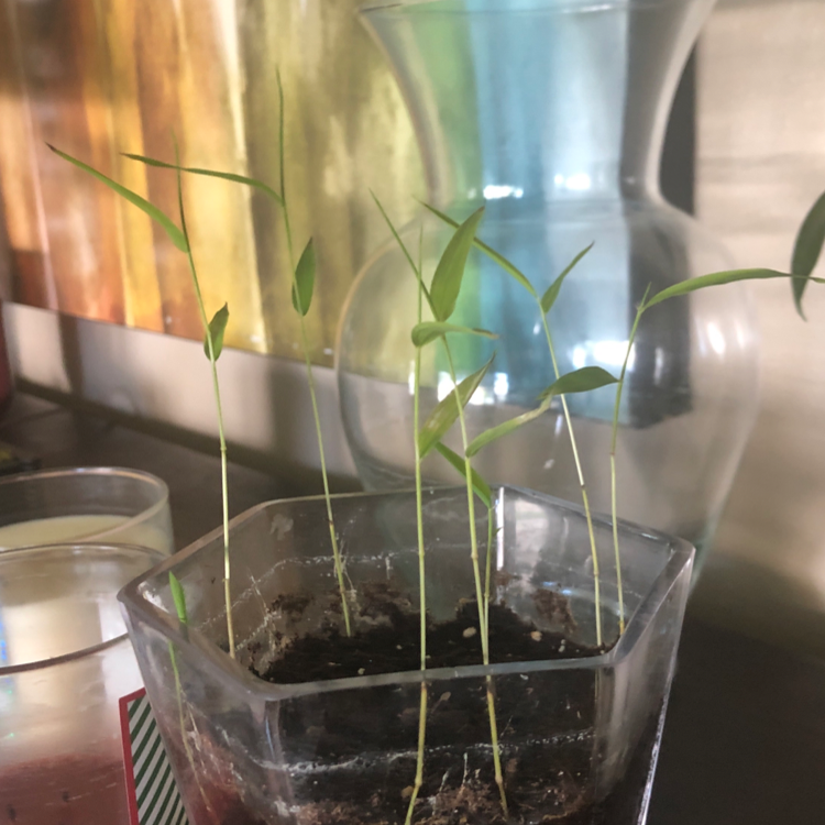 Photo of the plant species Phyllostachys Edulis by Gavin named Mcinley on Greg, the plant care app
