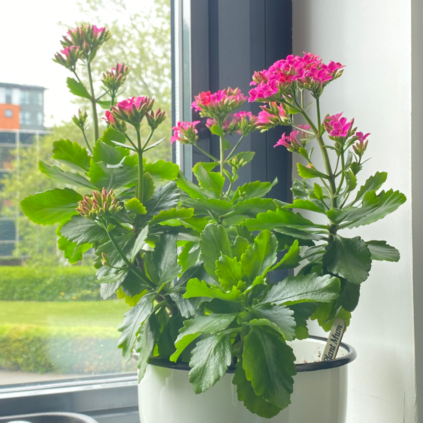 Florist Kalanchoe plant photo by @siennajazzy named Karen on Greg, the plant care app.