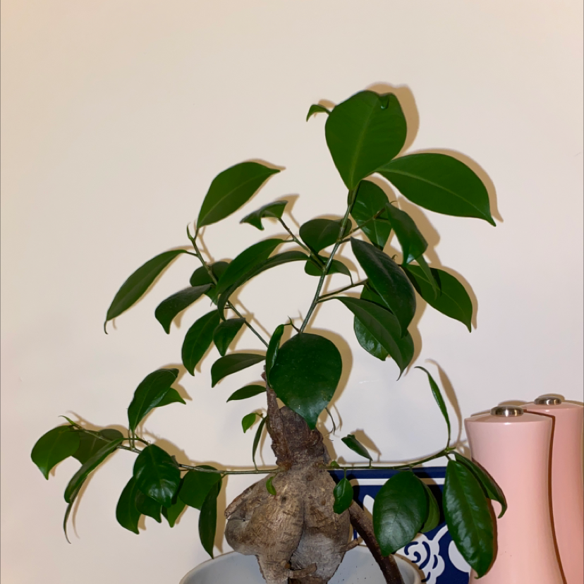 Ficus Ginseng plant photo by @siennajazzy named Bonnie on Greg, the plant care app.