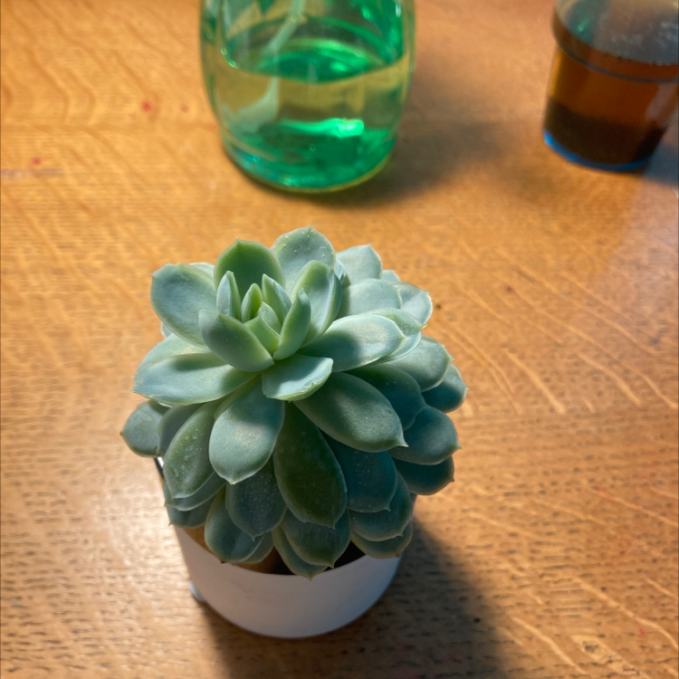 Mexican Snowball plant photo by @evie_ named Walter on Greg, the plant care app.