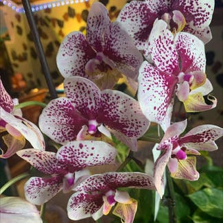 Phalaenopsis Orchid plant in Cambridge Springs, Pennsylvania
