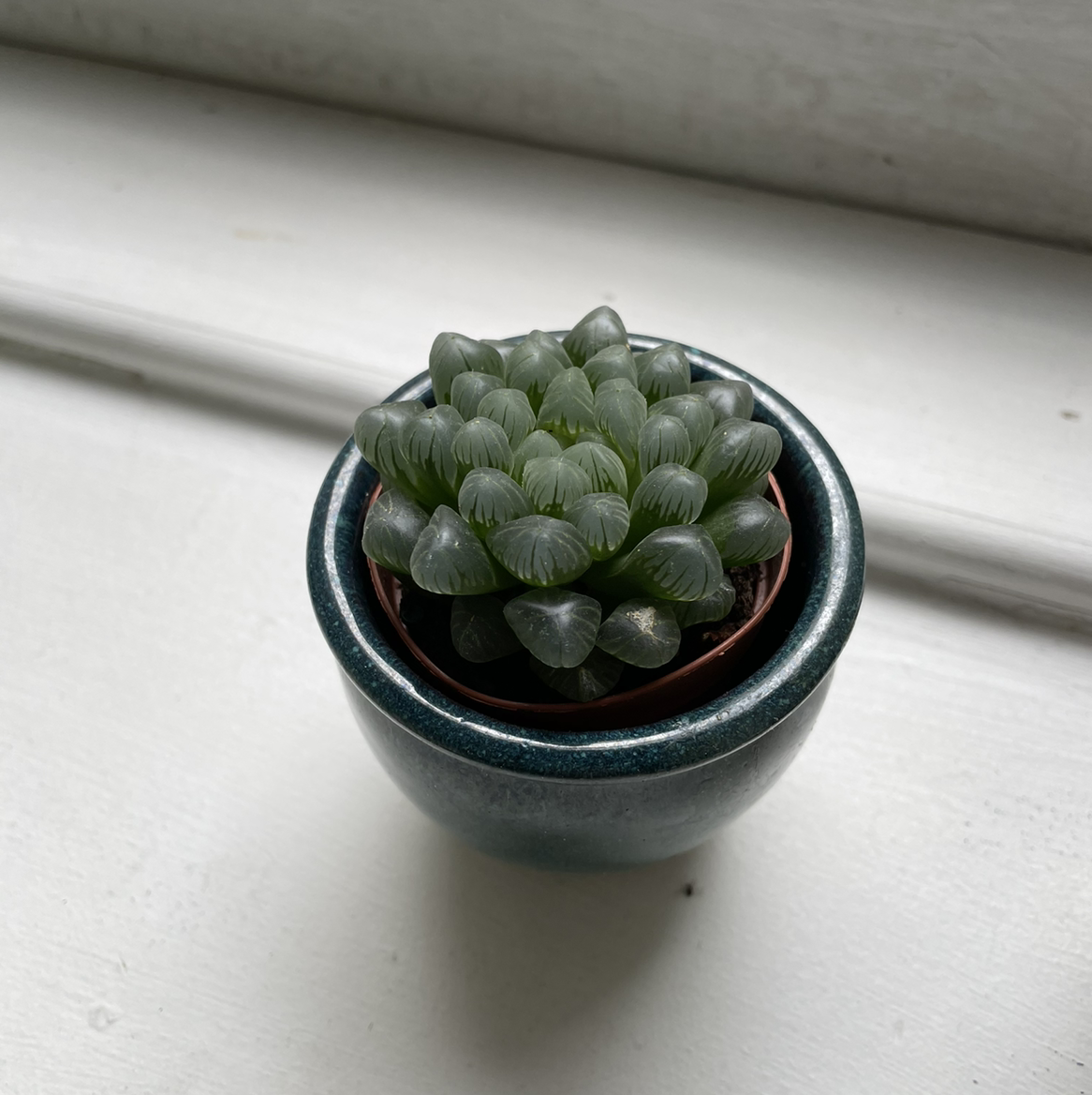 Photo of the plant species haworthia cooperi 'Truncata' by Jake named Maurice on Greg, the plant care app
