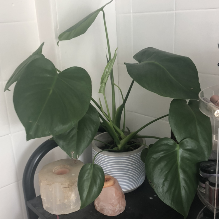 Monstera plant photo by @millmolls named moose on Greg, the plant care app.