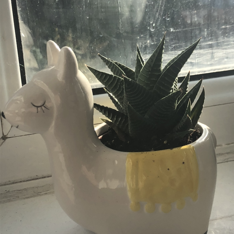 Fairy Washboard plant photo by @millmolls named fiona on Greg, the plant care app.