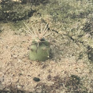 Simpson Hedgehog Cactus plant photo by @millmolls named christopher, clyde, cherice, conner and calamari on Greg, the plant care app.