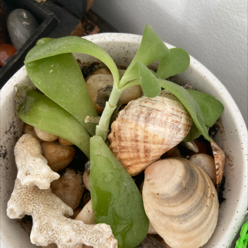 Pig's Ear plant in a pot with seashells and coral pieces, showing healthy green leaves.