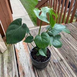 Monstera plant in Normal, Illinois