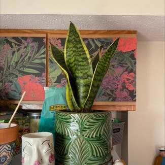 Snake Plant plant in Normal, Illinois
