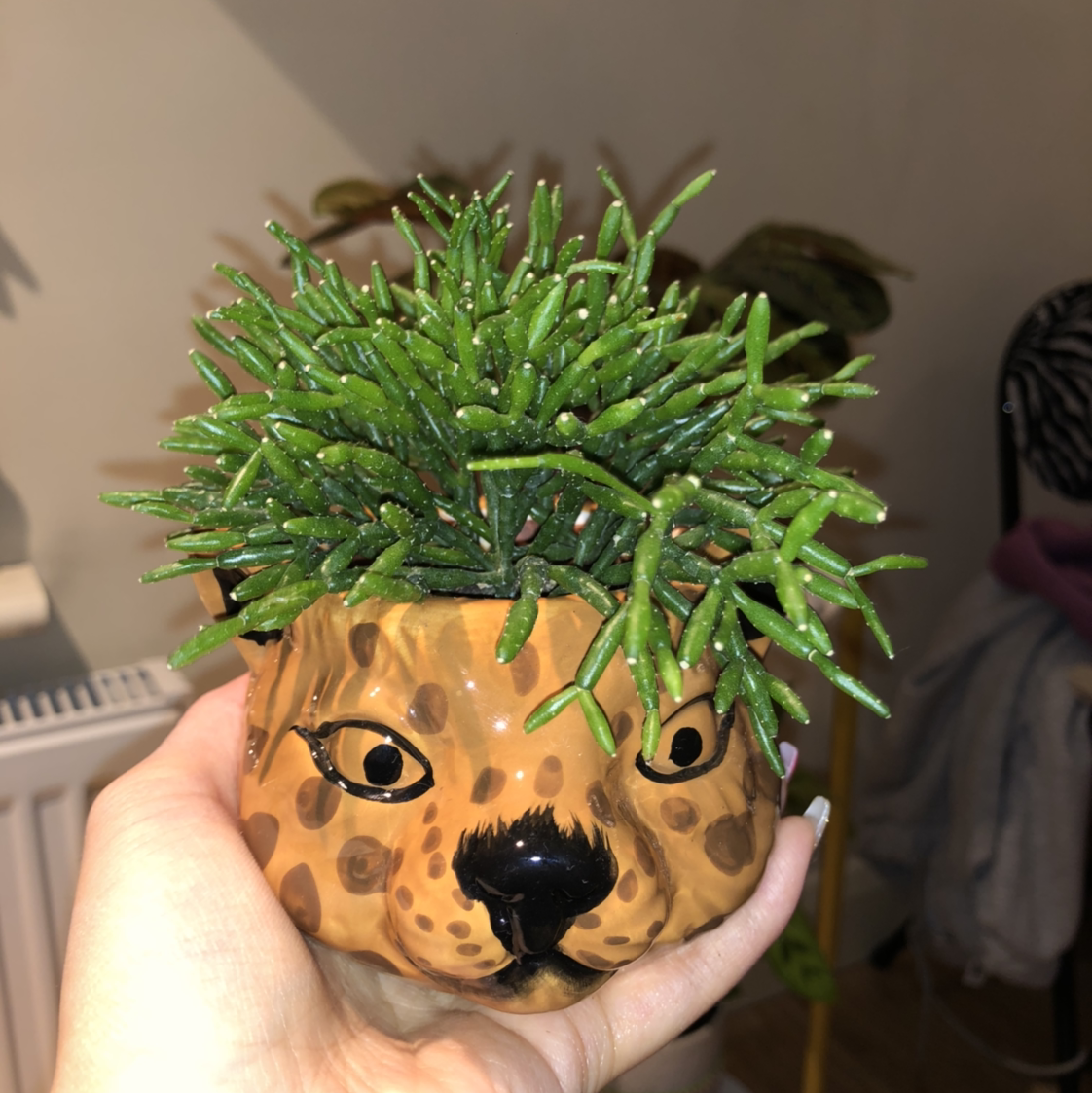 Hairy Stemmed Rhipsalis plant in a decorative animal head pot, held by a hand.