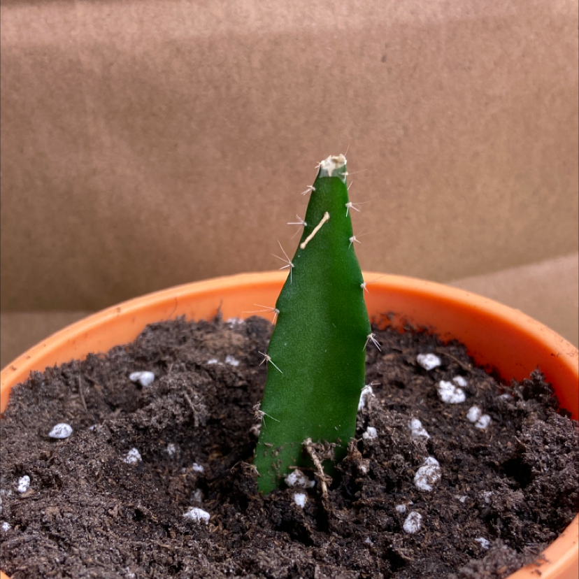 A young Fairy Castle Cactus in a pot with visible soil.