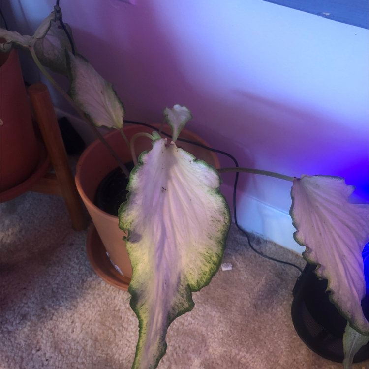 Photo of the plant species Caladium 'Icicle' by Abbi named Your plant on Greg, the plant care app