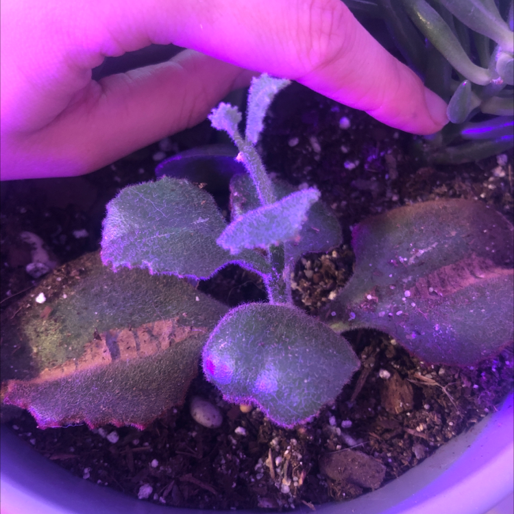 Felt Bush plant with fuzzy leaves in a pot, showing some browning. A hand is holding part of the plant.
