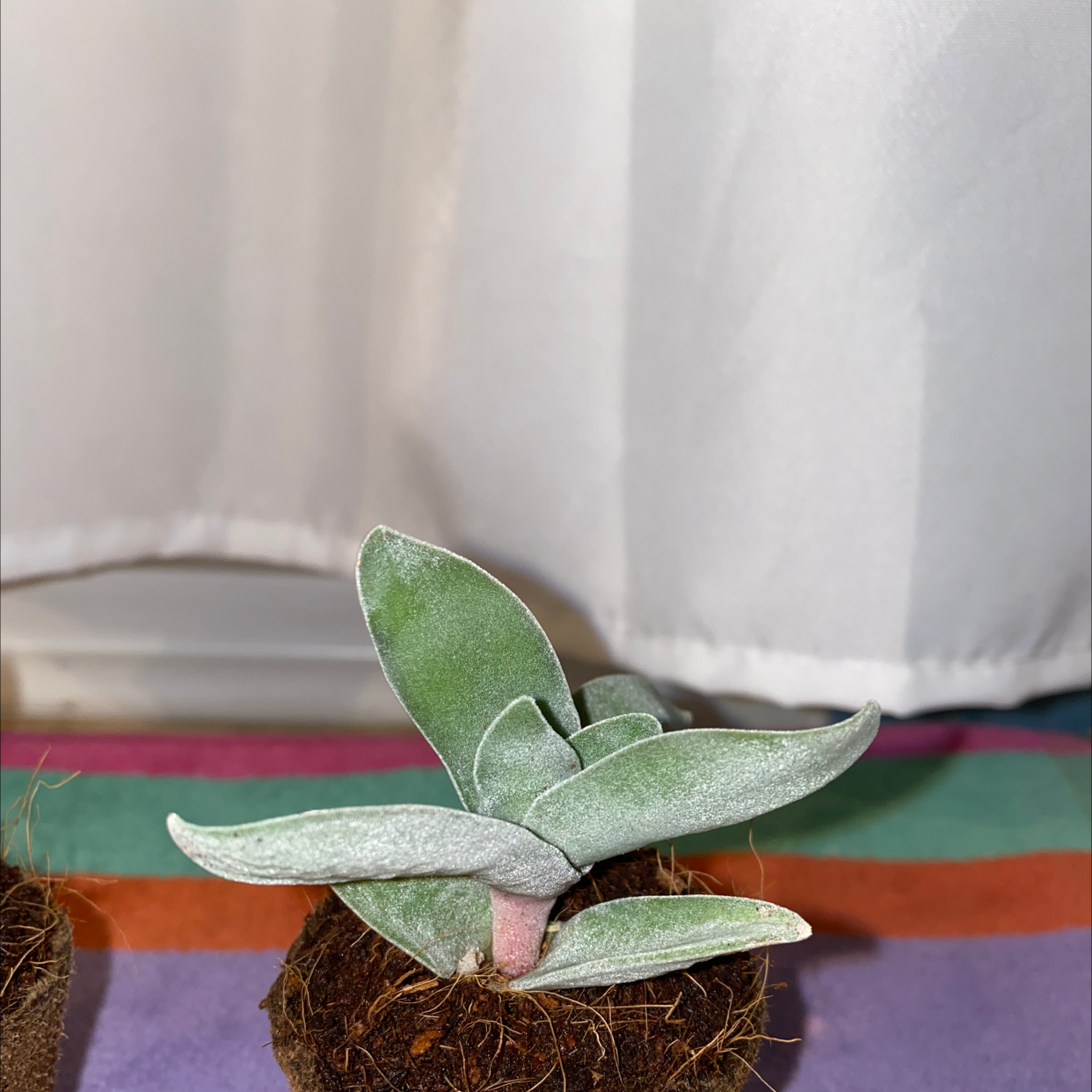 Small succulent plant with thick green leaves and a pinkish stem on a colorful surface.