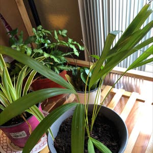 Areca Palm plant photo by @Risaree1957 named Hamilton on Greg, the plant care app.
