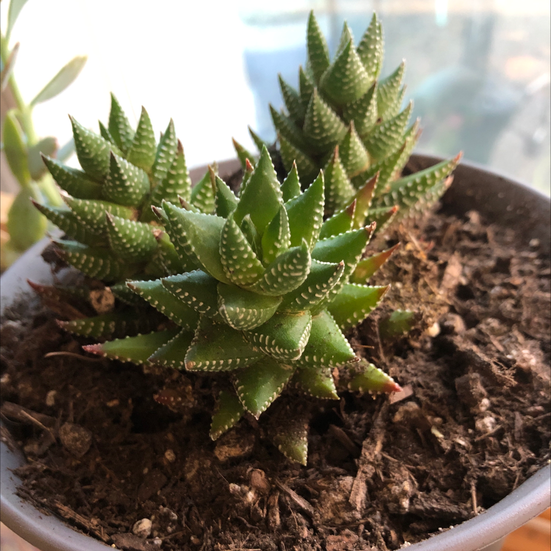Zebra Plant plant photo by @Risaree1957 named Scarlett on Greg, the plant care app.