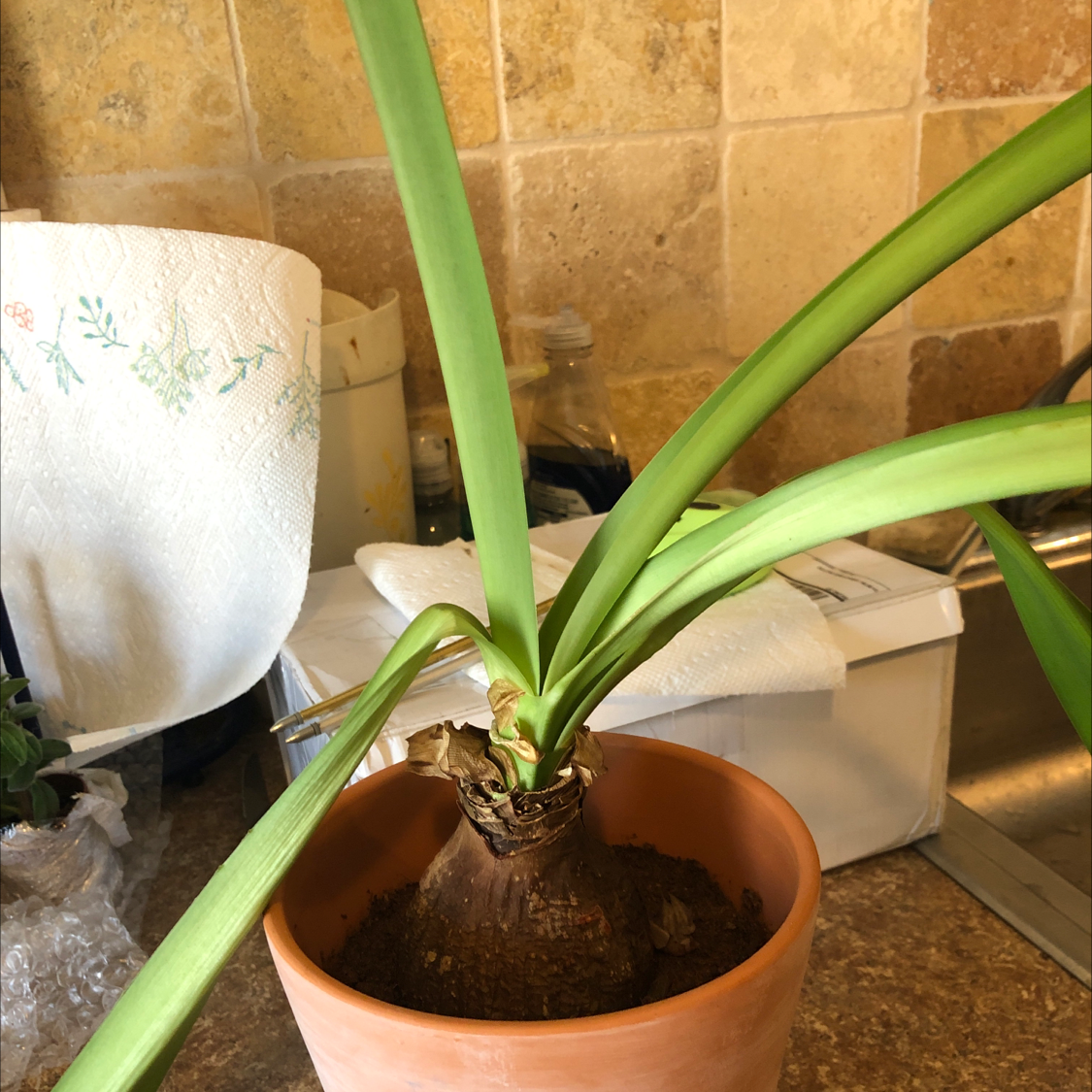 Potted Striped-Tubed Amaryllis plant with green leaves on a kitchen counter.