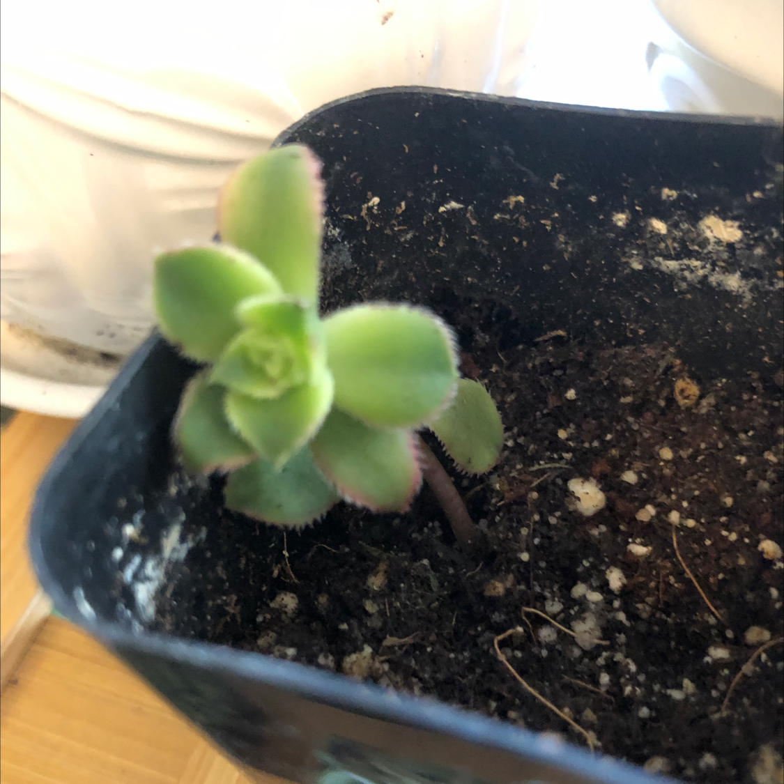 Bear's Paw plant photo by @Risaree1957 named Leonardo on Greg, the plant care app.