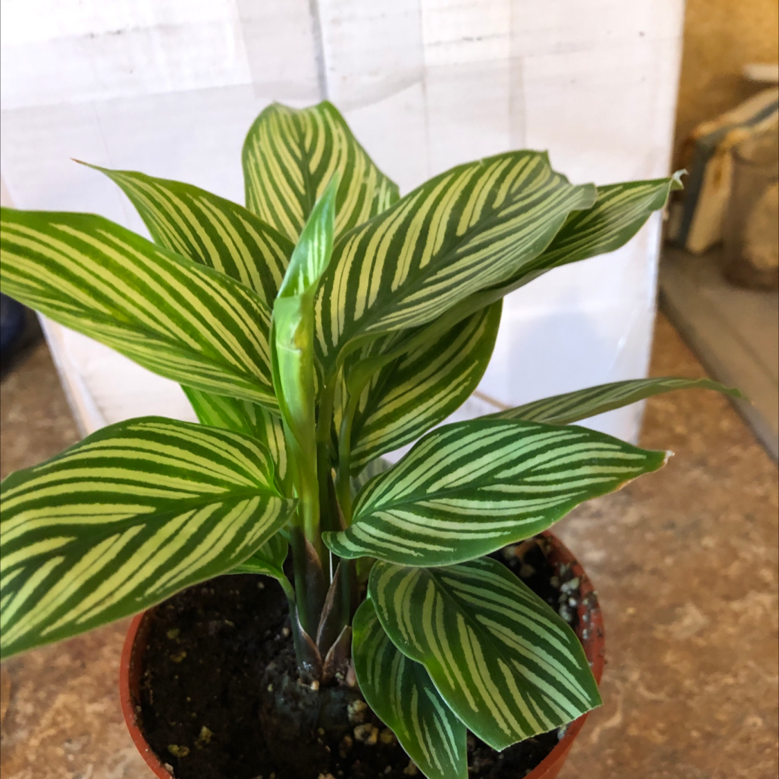 Calathea Vittata plant with green and white striped leaves in a small pot.