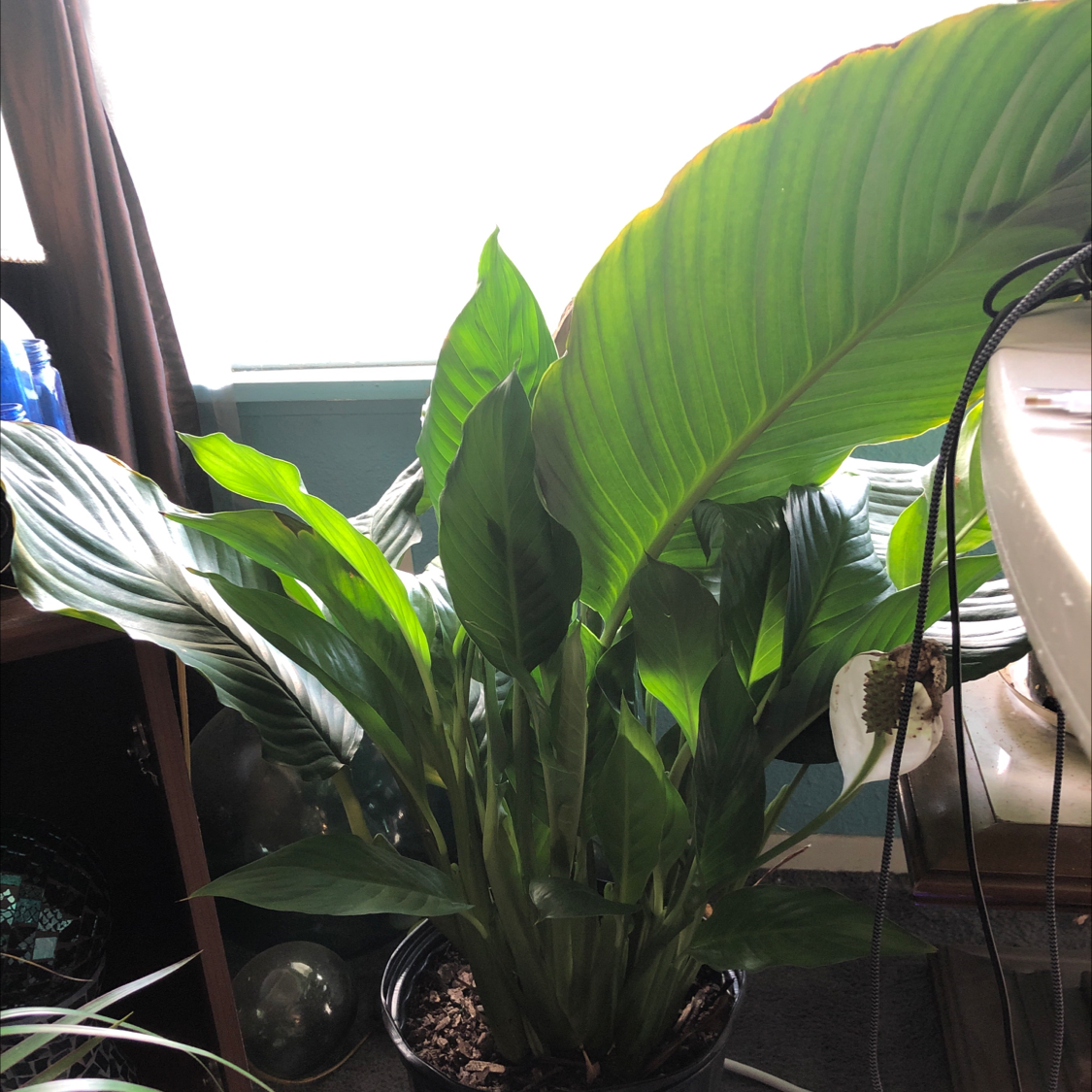 Peace Lily plant photo by @Risaree1957 named Lily on Greg, the plant care app.